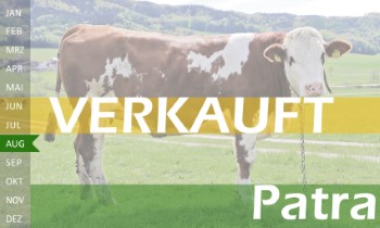 trchtige Fleckvieh Kalbin zu verkaufen, beweidet und ruhig